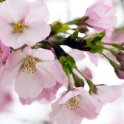 Cherry Blossom Closeup 7